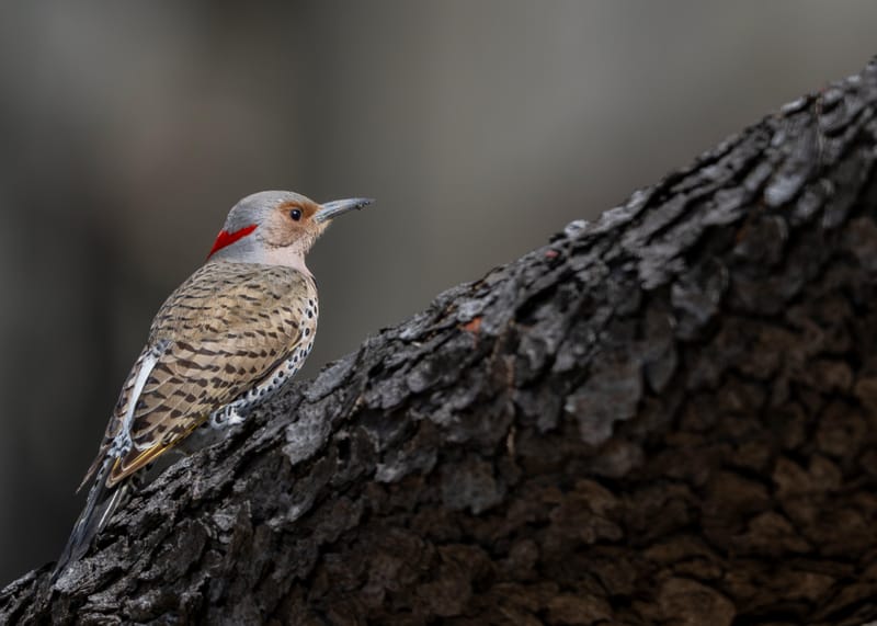 Northern flicker perched on a dark, rough tree trunk.