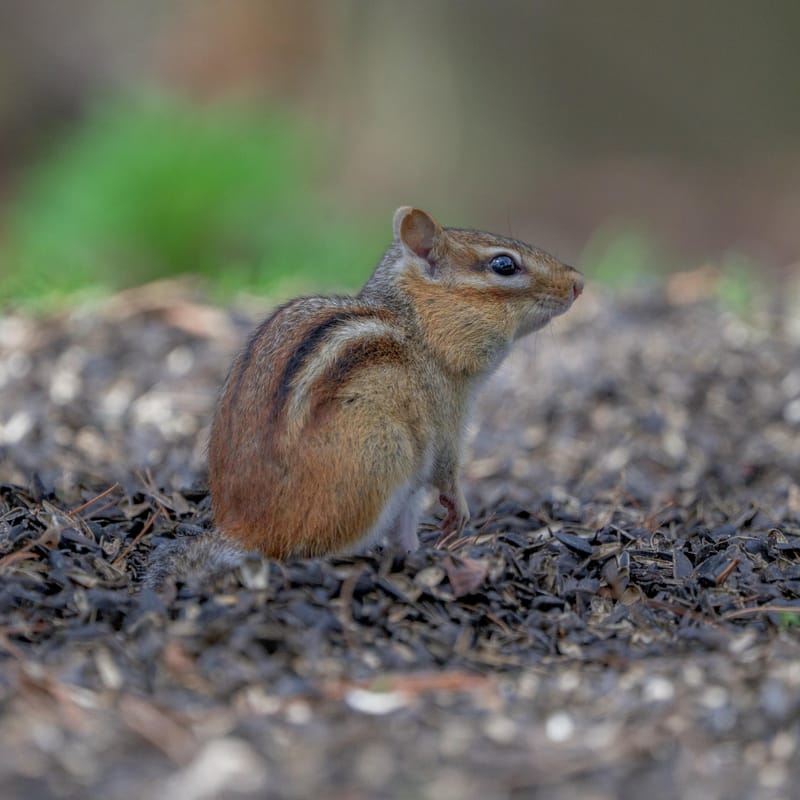 Eastern chipmunk sitting upright on a bed of seed husks.