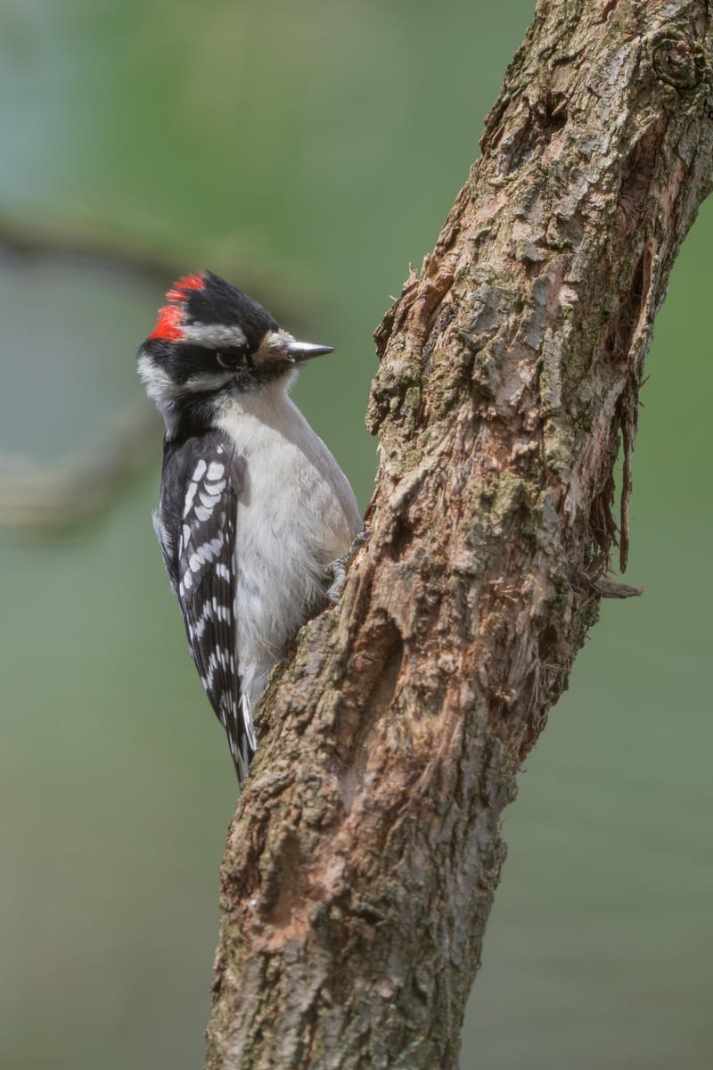 Male downy woodpecker clinging to a slanted tree trunk.