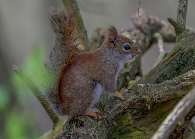 Red squirrel standing on a mossy fallen branch.