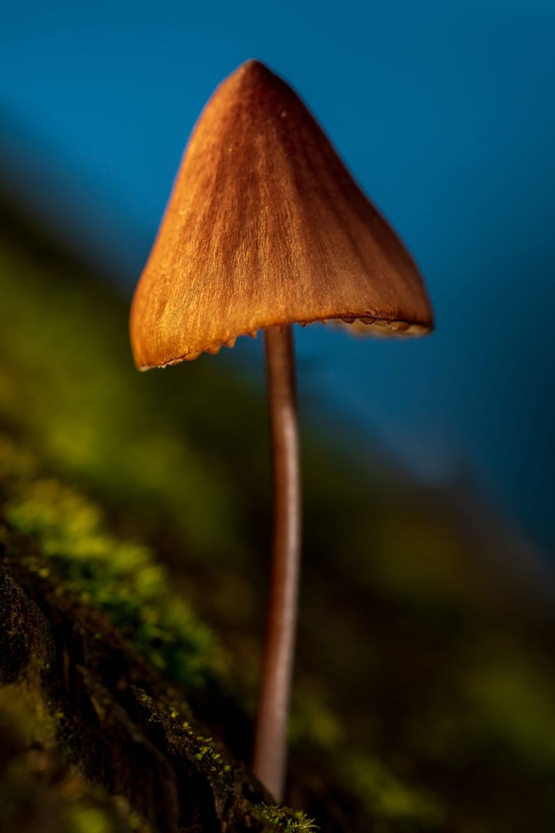 Photo from “Mushrooms”