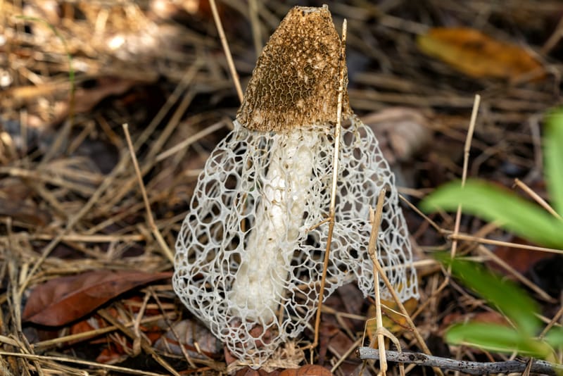 Photo from “Mushrooms”
