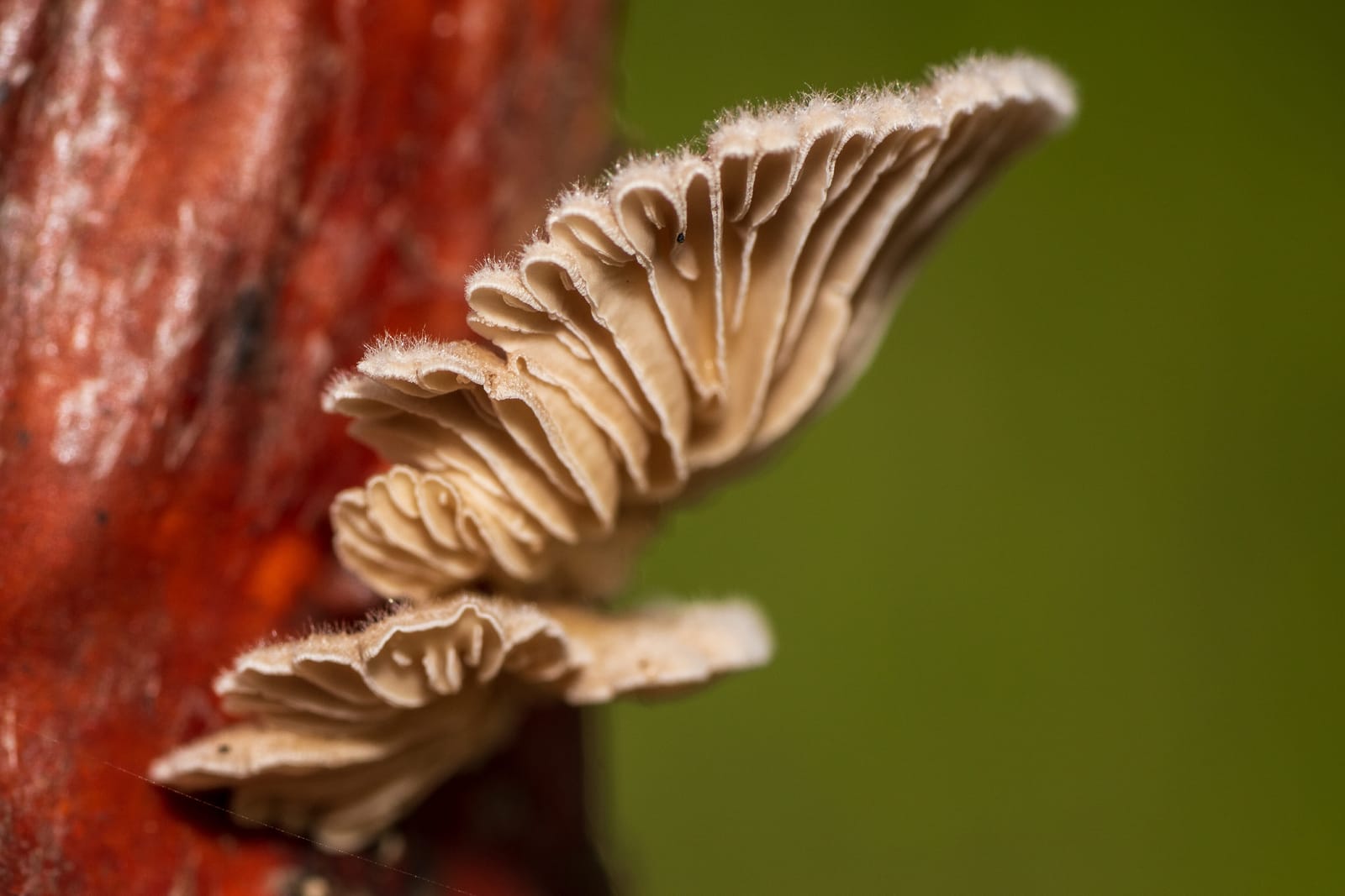 Photo from “Mushrooms”