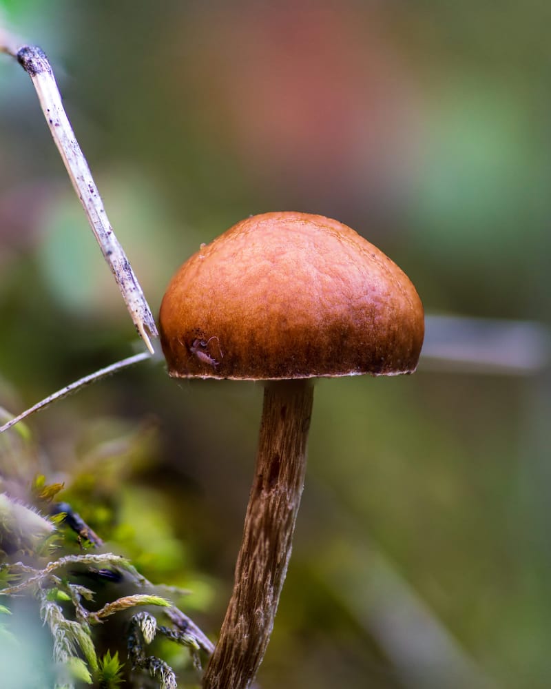 Photo from “Mushrooms”