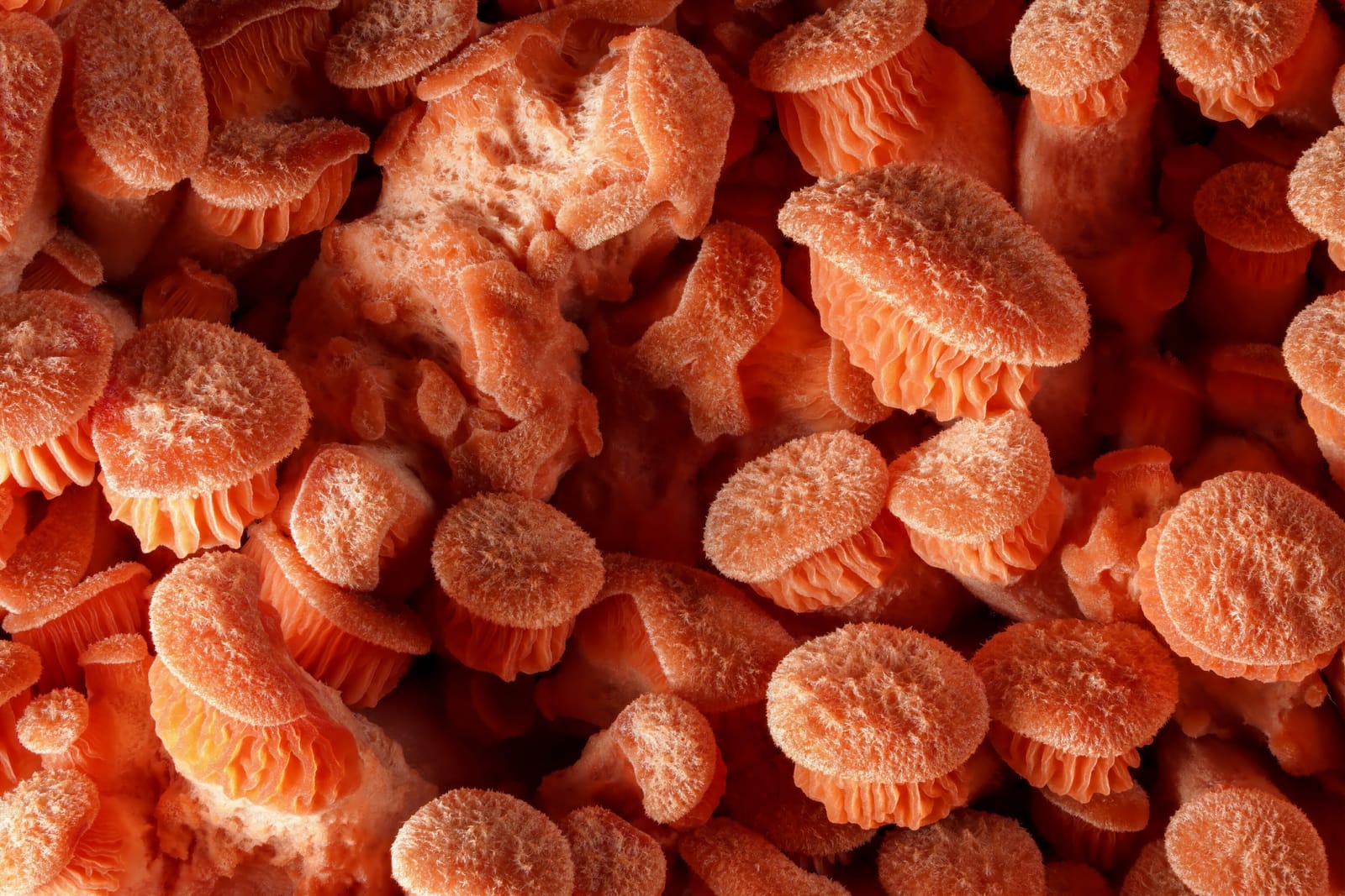 Photo from “Mushrooms”