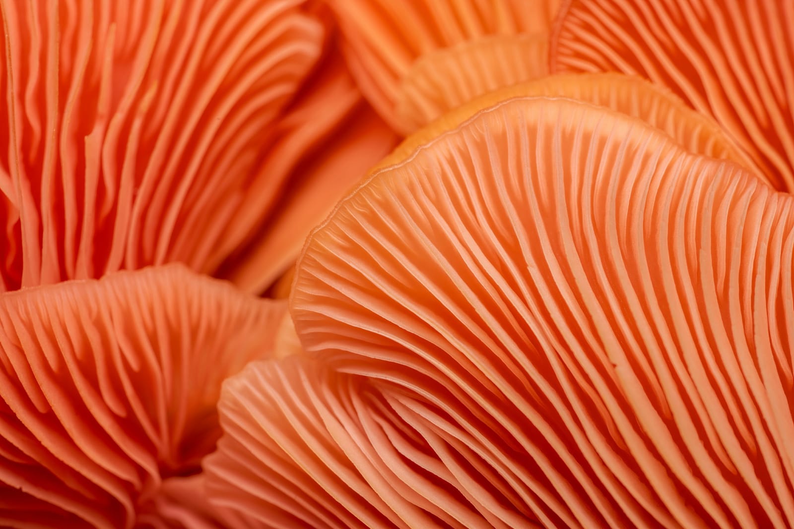 Photo from “Mushrooms”
