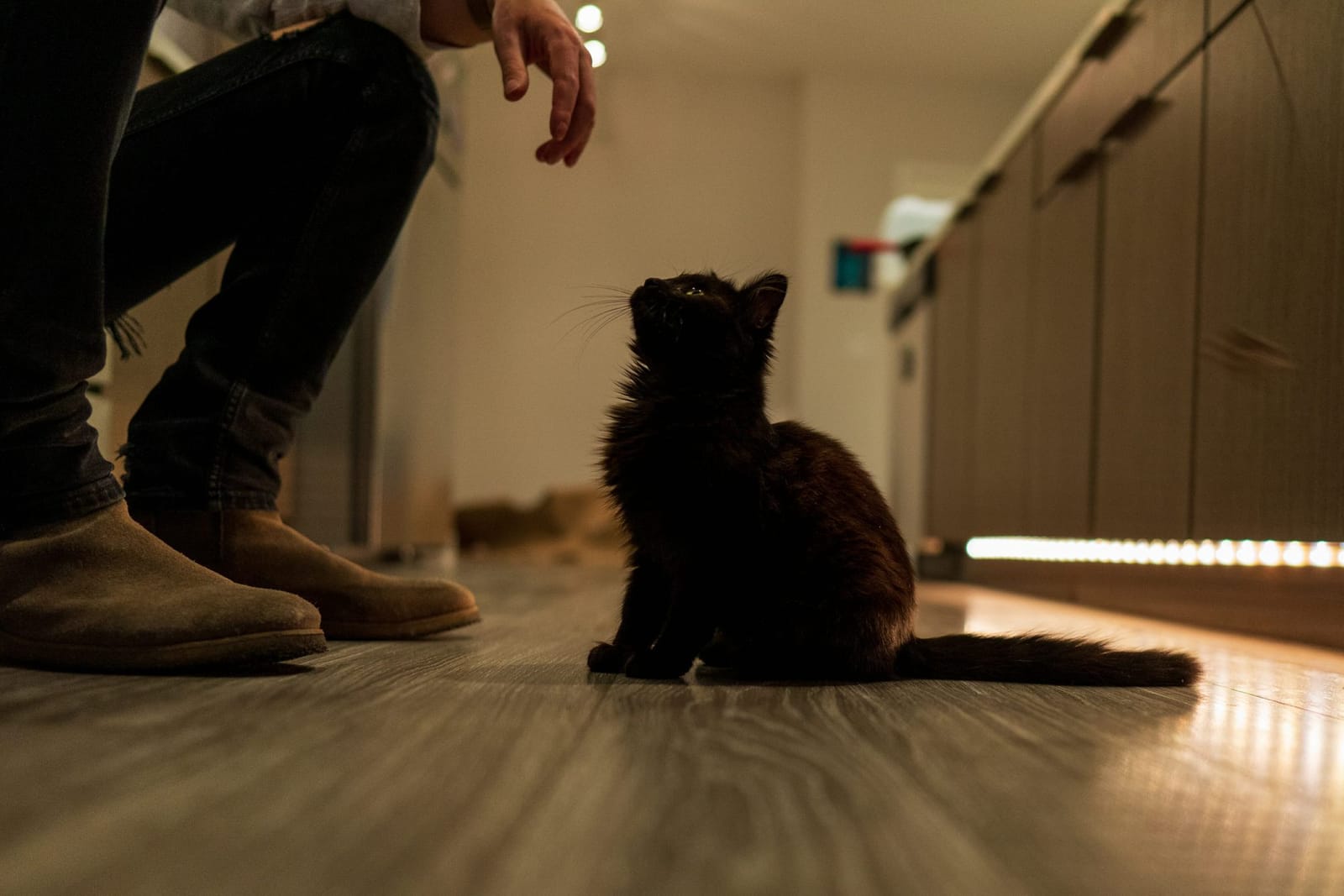 Photo from “Pets”
