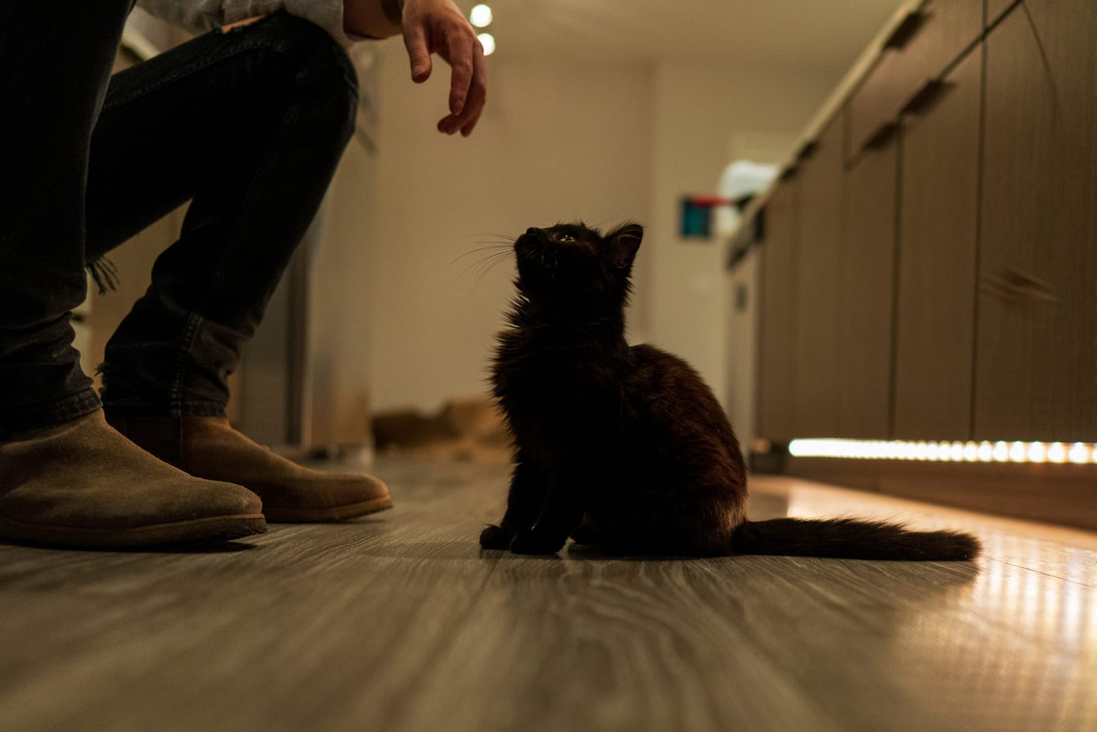 Photo from “Pets”