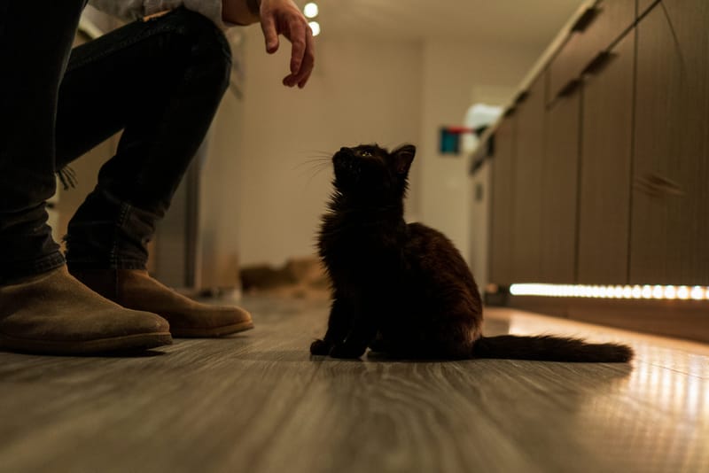 Photo from “Pets”