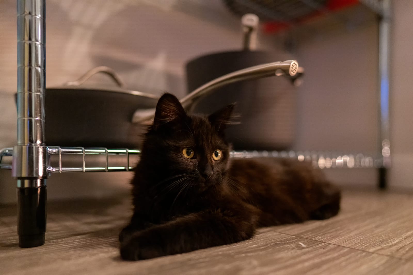 Photo from “Pets”