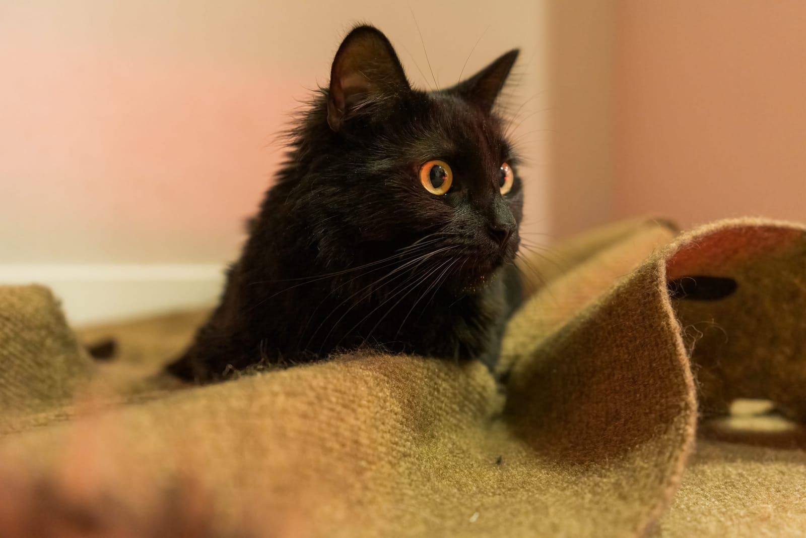 Photo from “Pets”