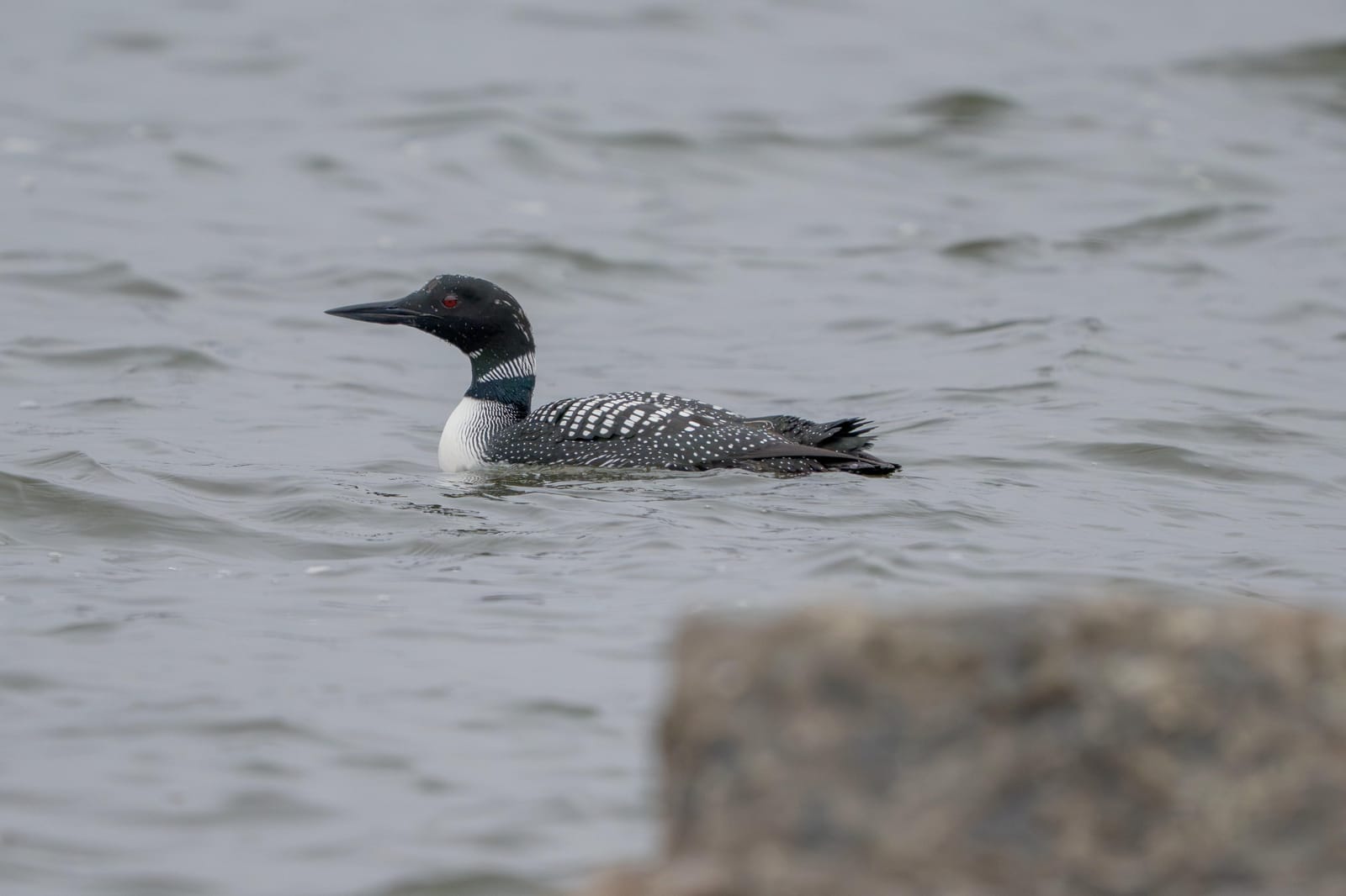 Common loon in breeding plumage swimming on grey water past a rock.