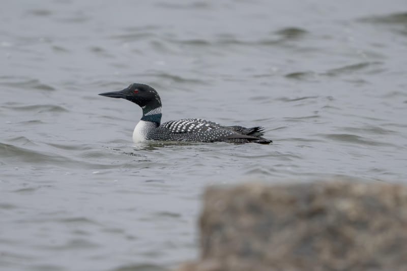 Common loon in breeding plumage swimming on grey water past a rock.