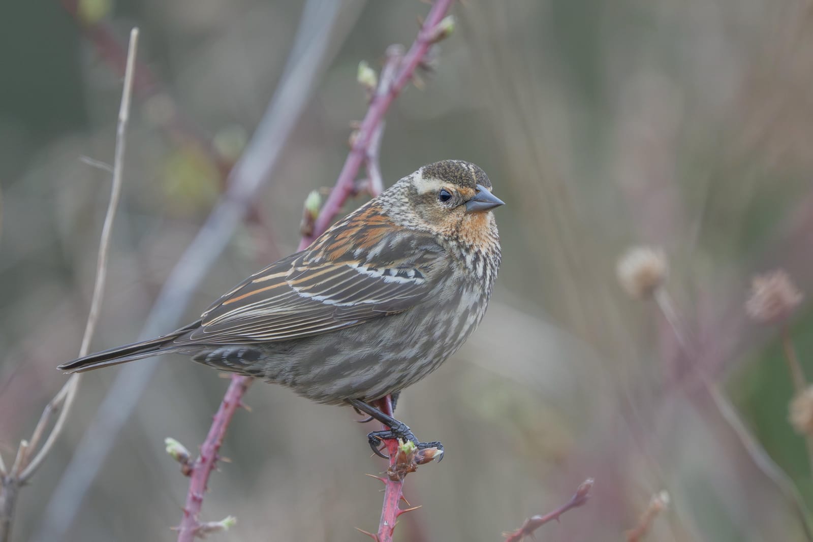 Female red-winged blackbird perched on a thorny stem.