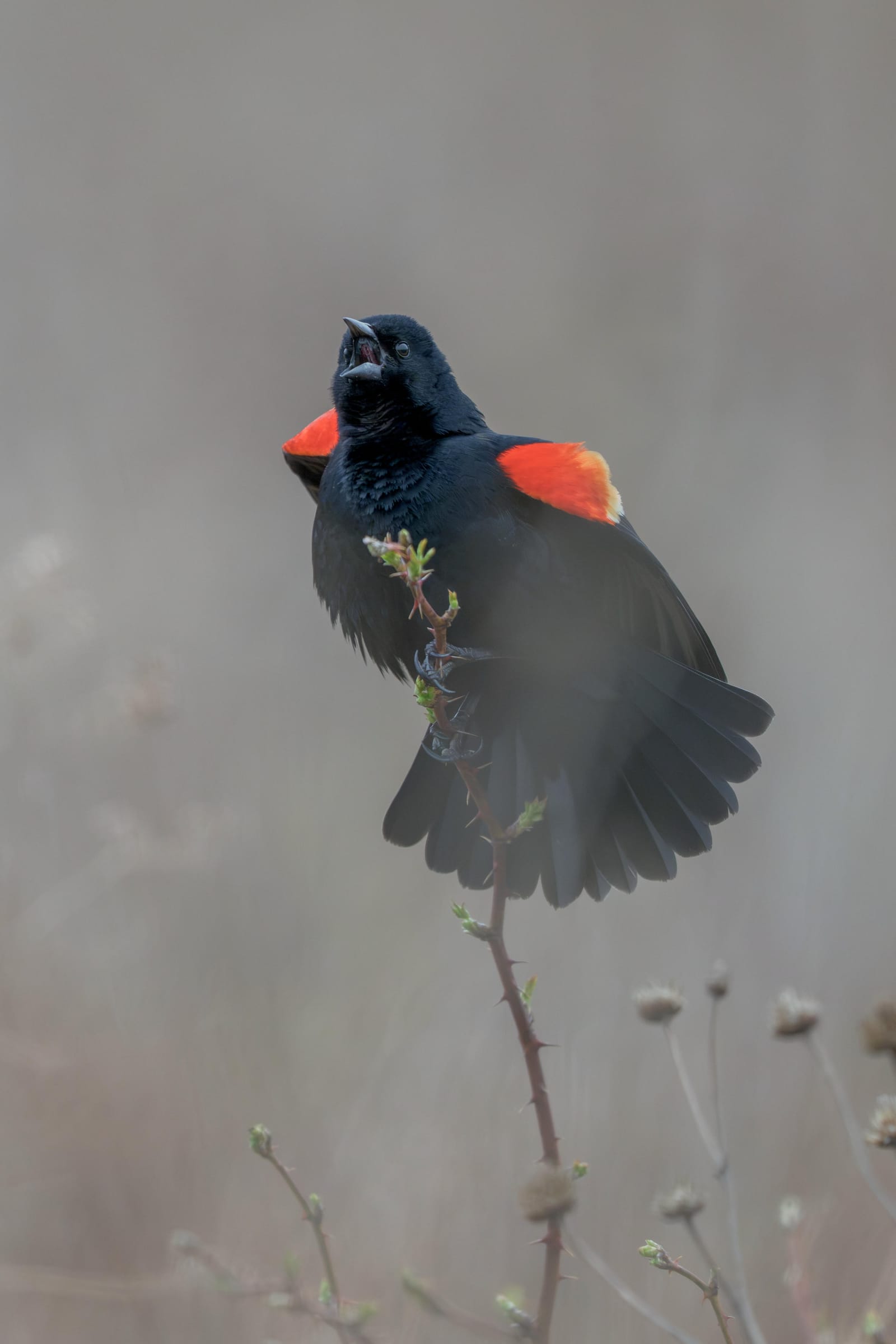 Male red-winged blackbird singing on a thin stem with its red shoulders flared.