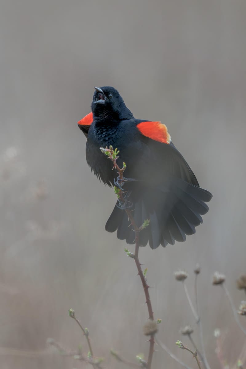 Male red-winged blackbird singing on a thin stem with its red shoulders flared.