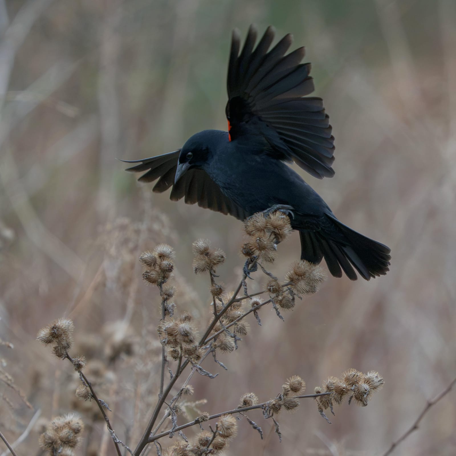 Male red-winged blackbird spreading its wings as it lands on dry burdock.