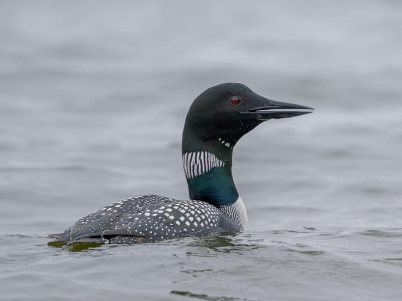 Close portrait of a common loon with a red eye and a striped white collar.