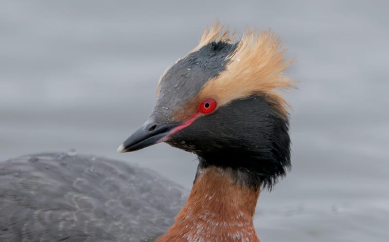 Horned grebe in breeding plumage with golden head plumes and a red eye.