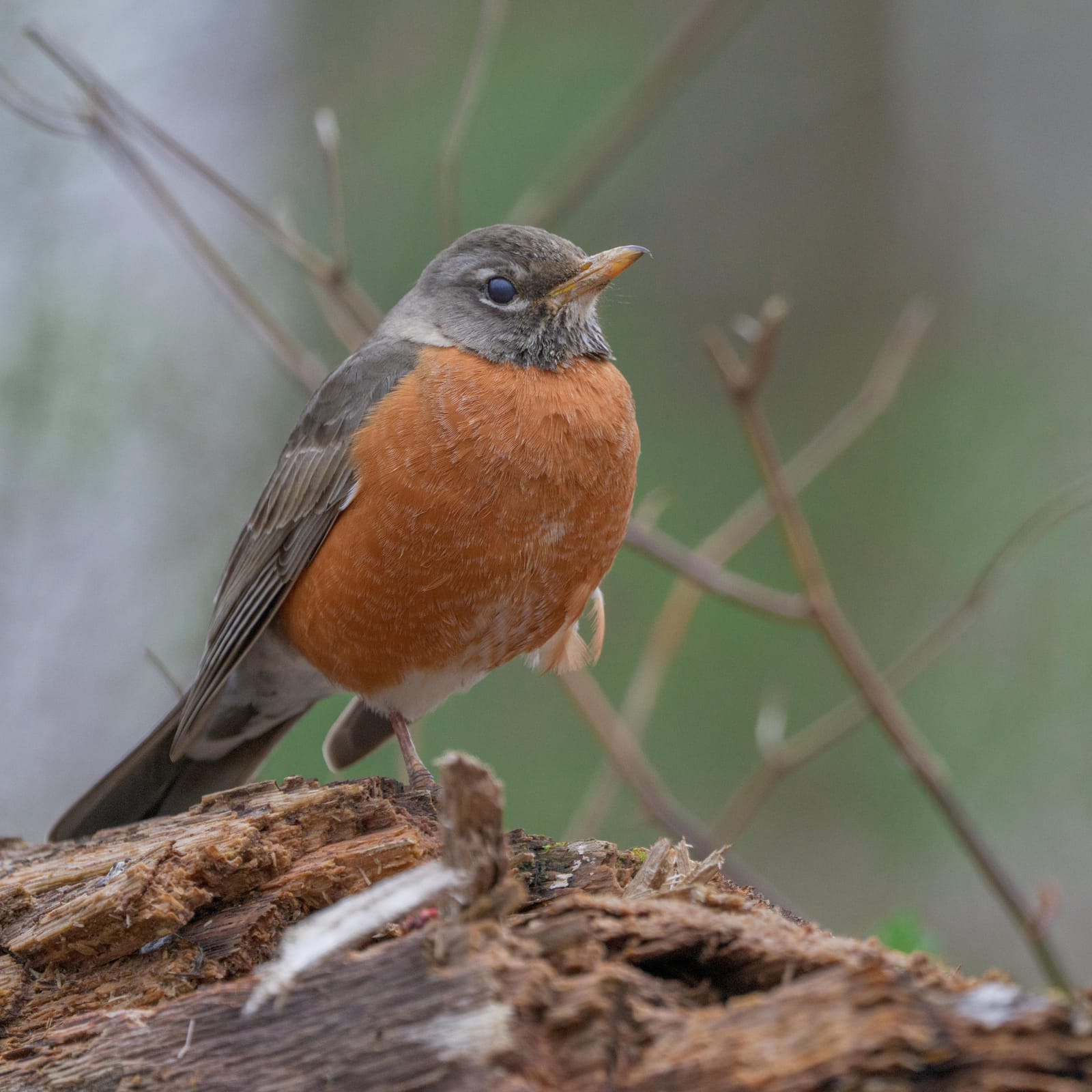 American robin standing on a rotting log.