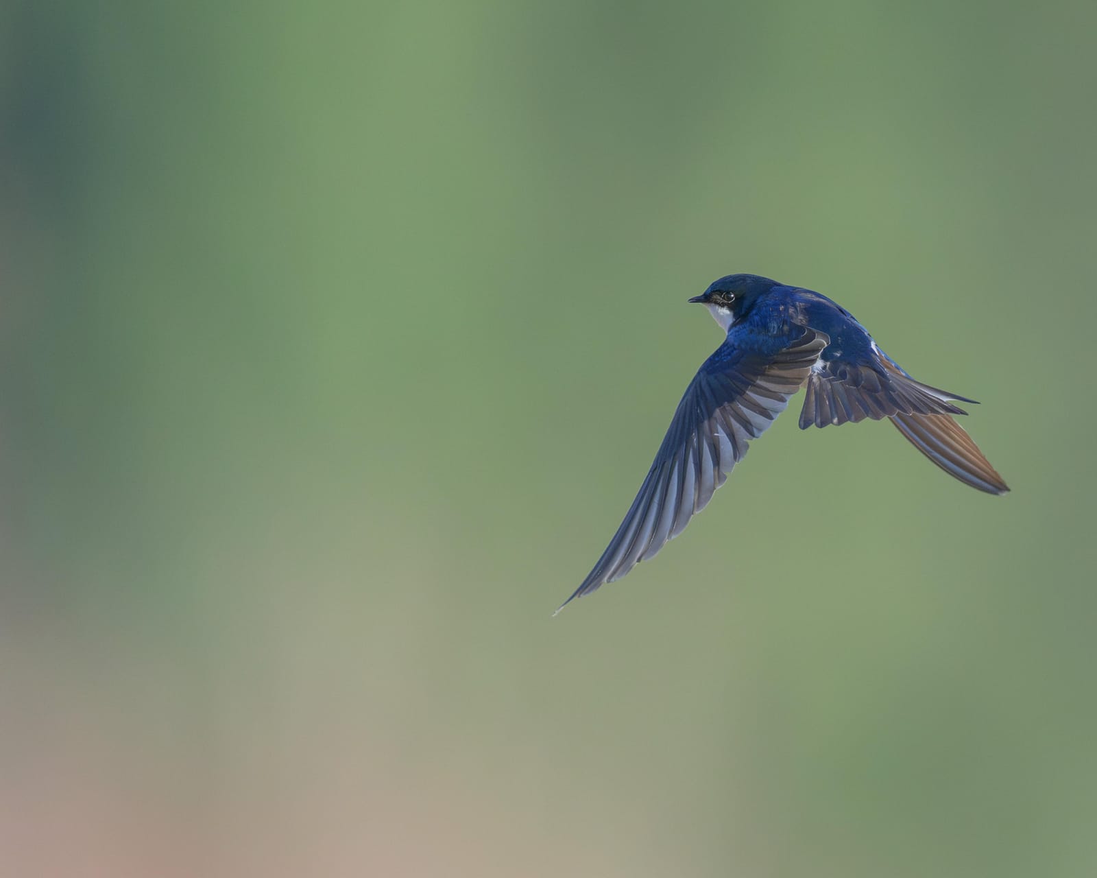 Tree swallow in flight against a soft green background.