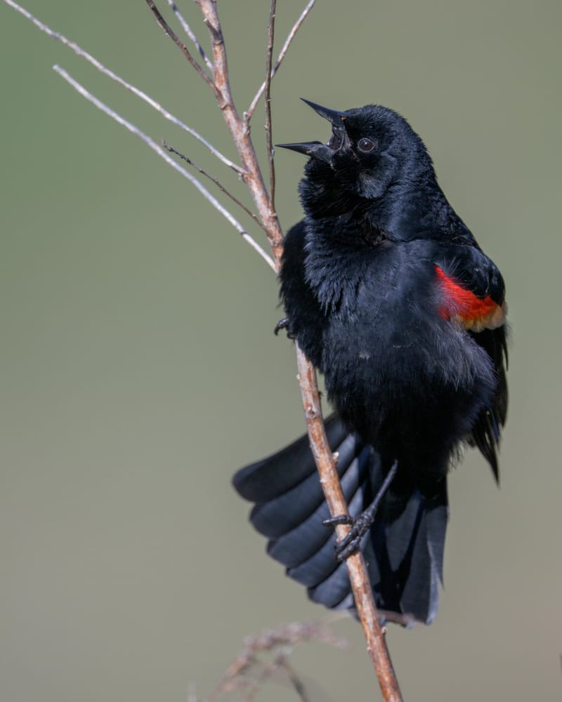 Male red-winged blackbird calling from a bare twig, tail fanned.