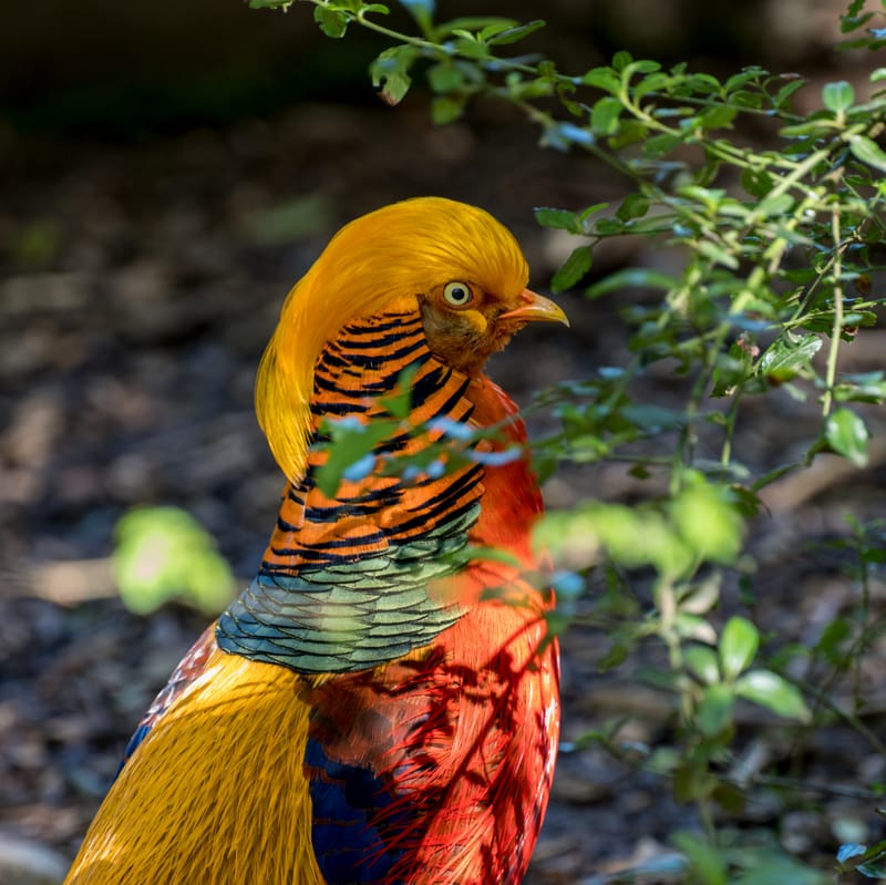 Photo from “Sequoia Park Zoo”