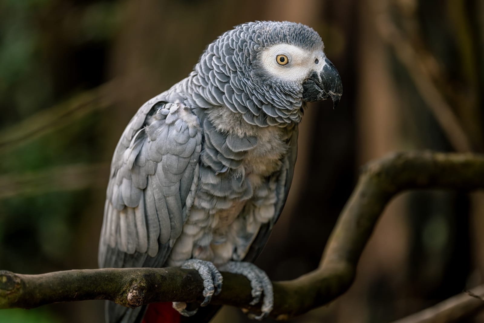 Photo from “Sequoia Park Zoo”