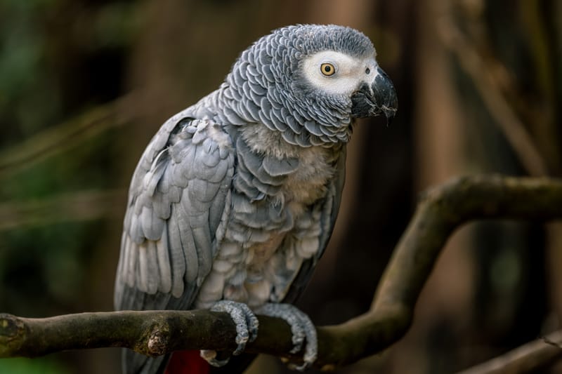 Photo from “Sequoia Park Zoo”