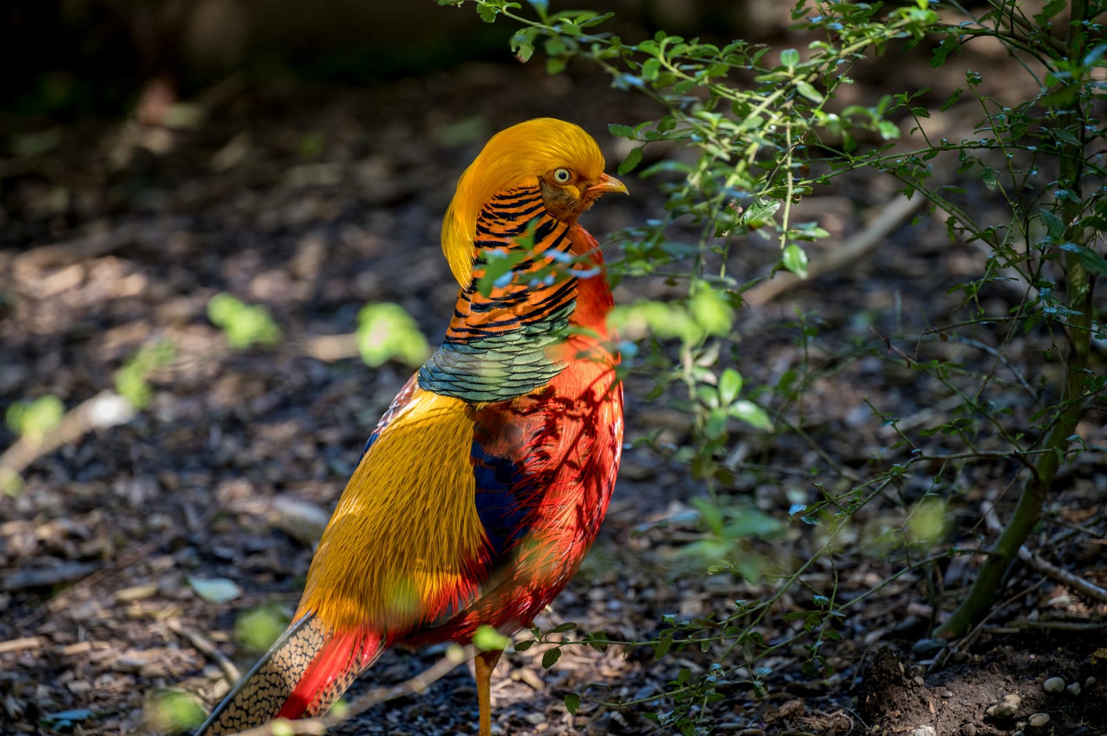 Photo from “Sequoia Park Zoo”