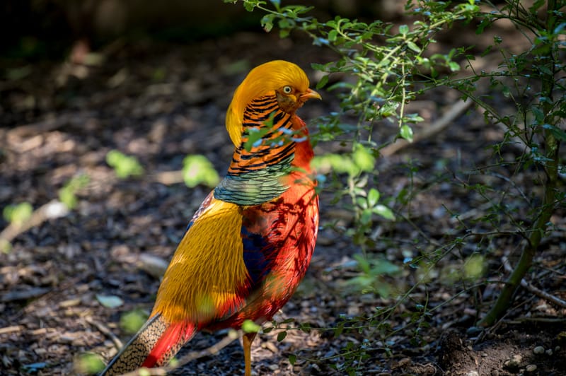 Photo from “Sequoia Park Zoo”