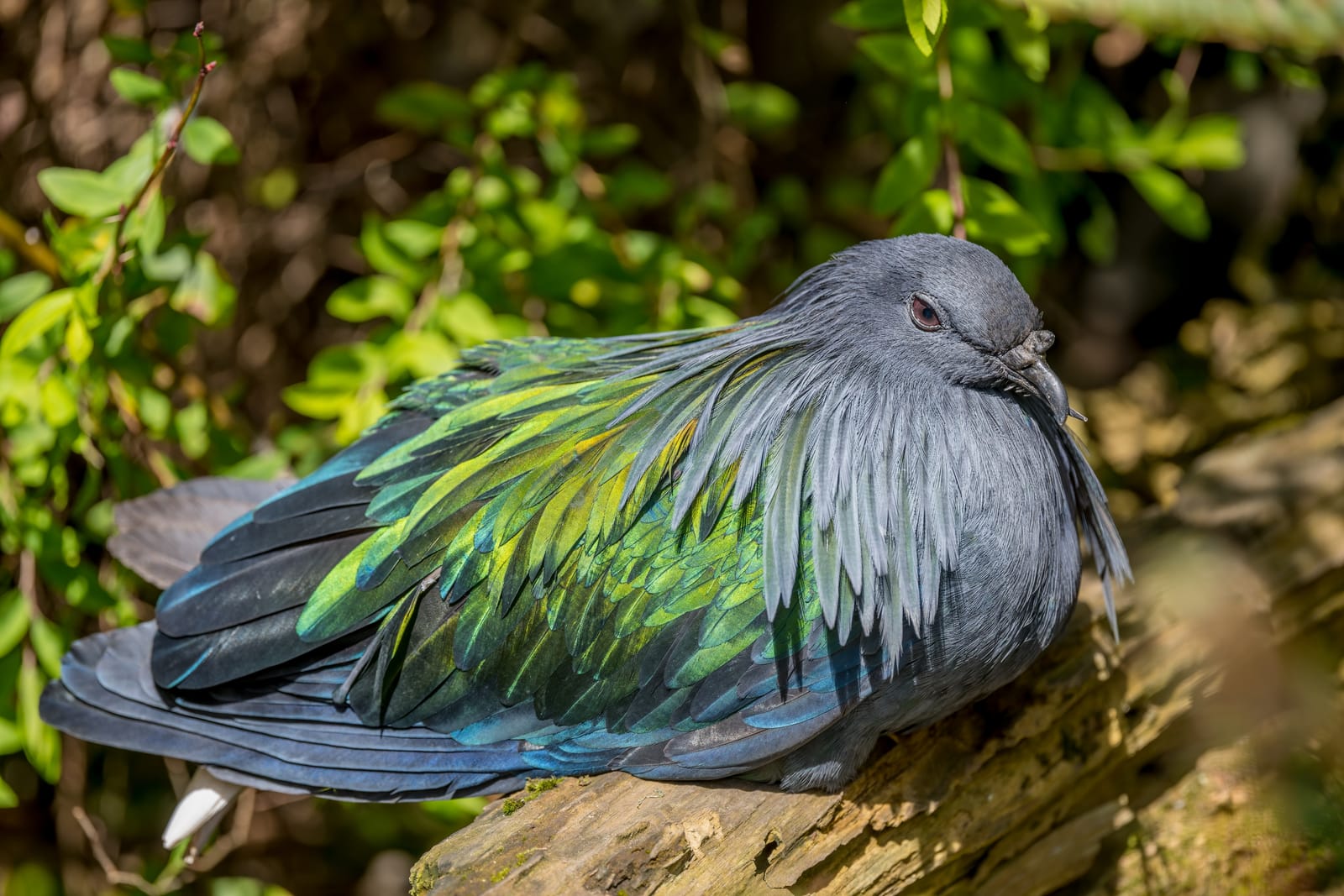 Photo from “Sequoia Park Zoo”
