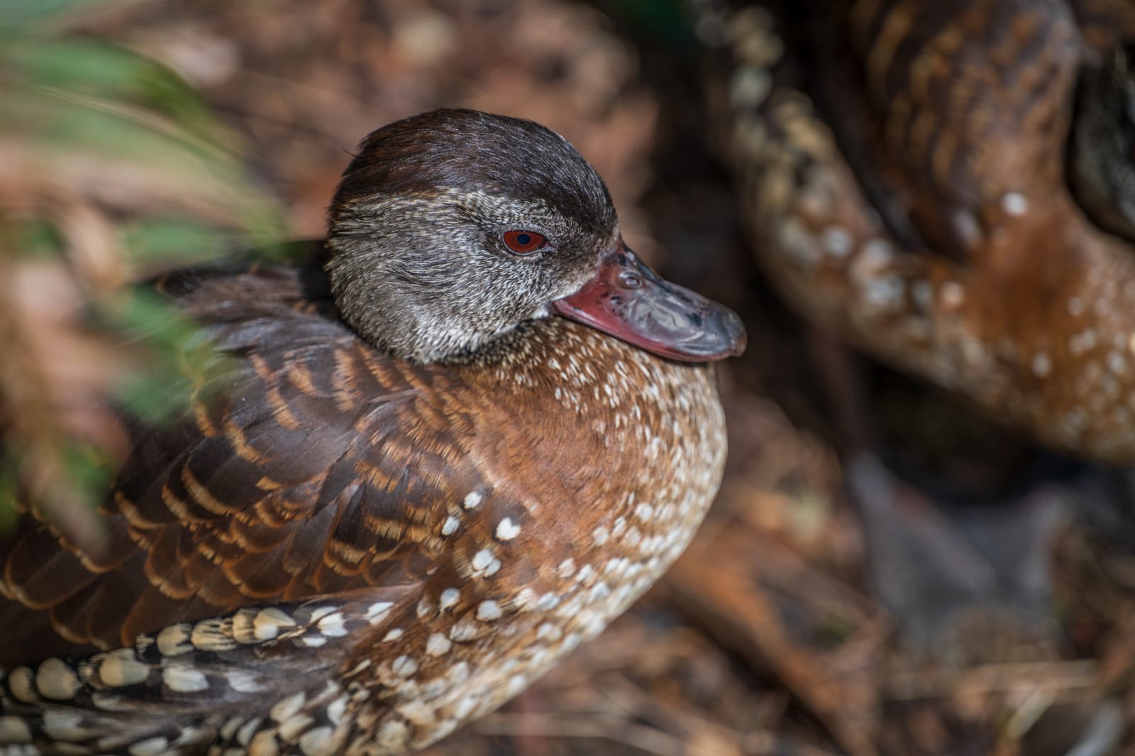 Photo from “Sequoia Park Zoo”