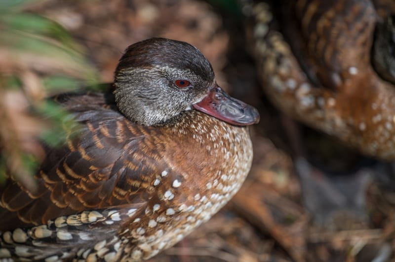 Photo from “Sequoia Park Zoo”