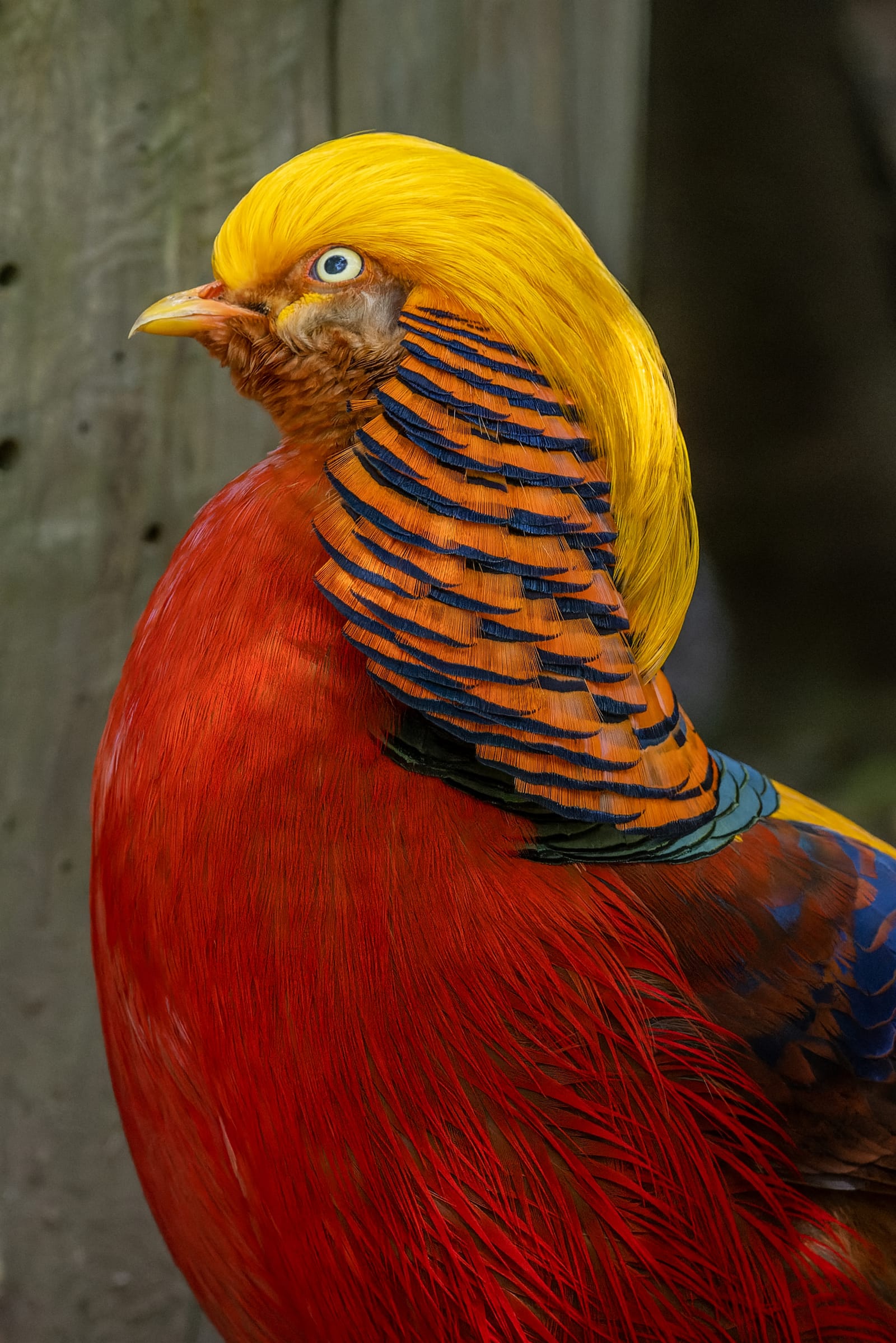 Photo from “Sequoia Park Zoo”