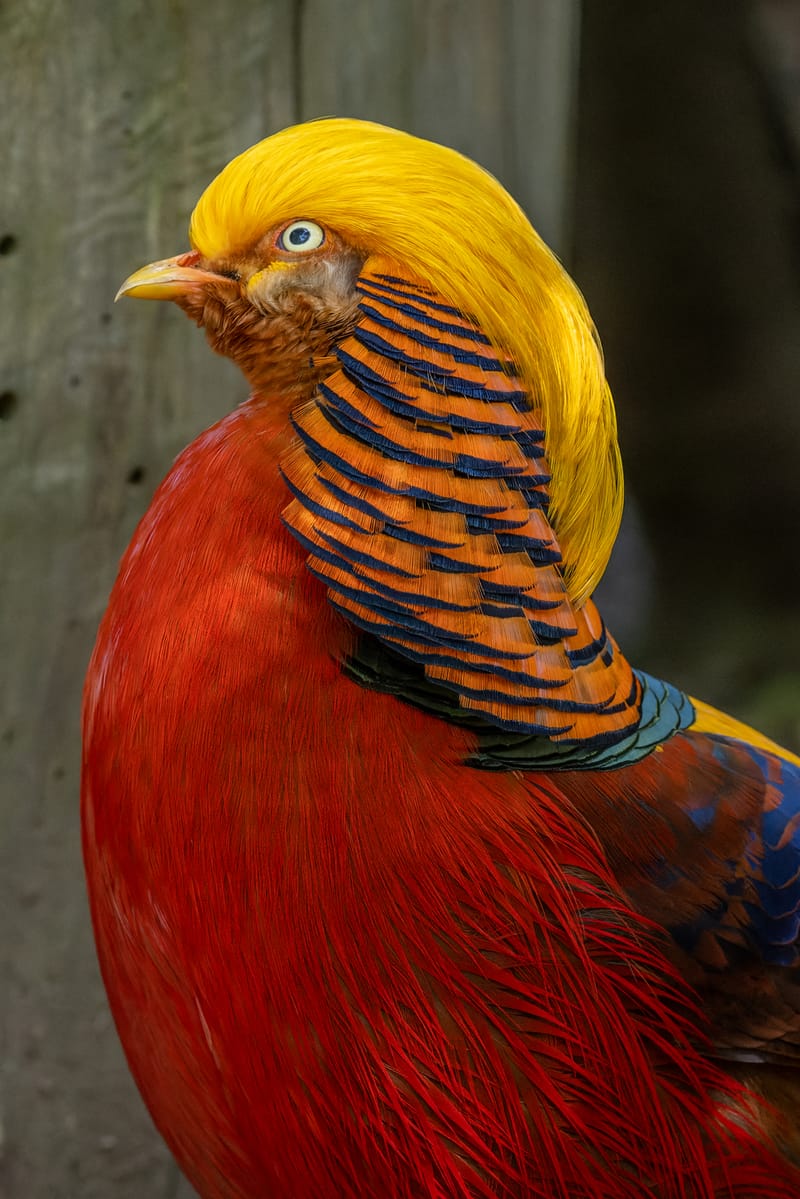 Photo from “Sequoia Park Zoo”