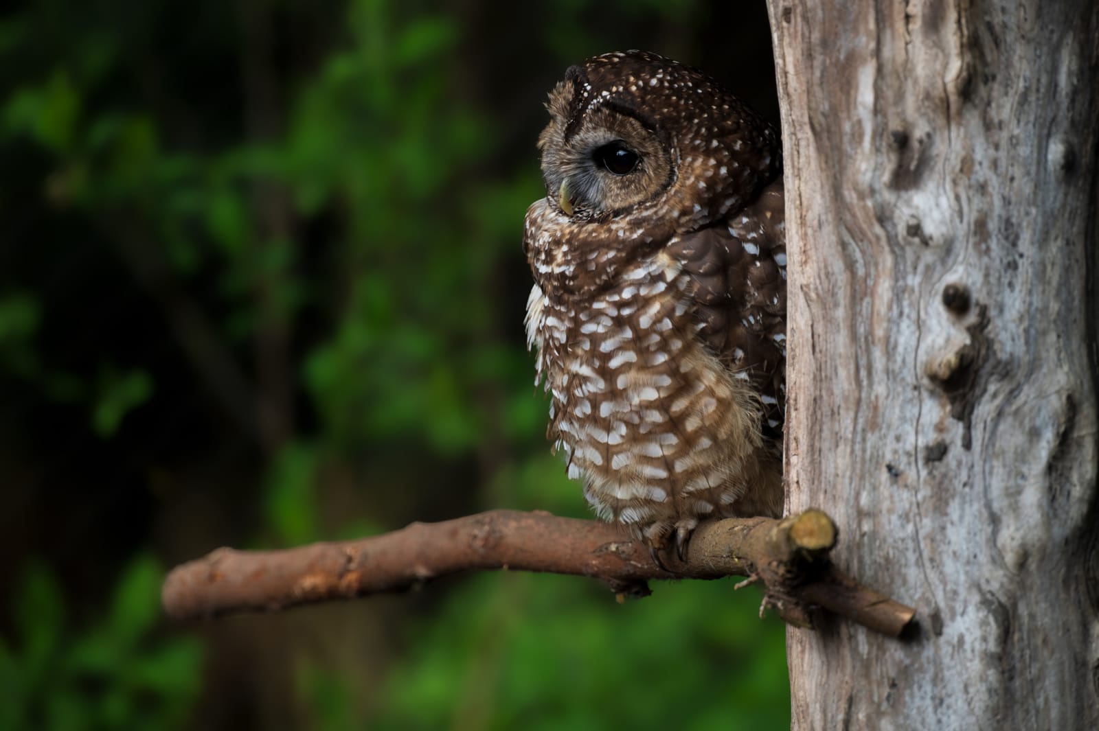 Photo from “Sequoia Park Zoo”