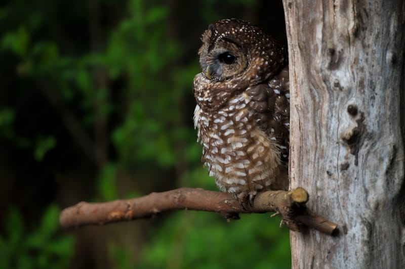 Photo from “Sequoia Park Zoo”