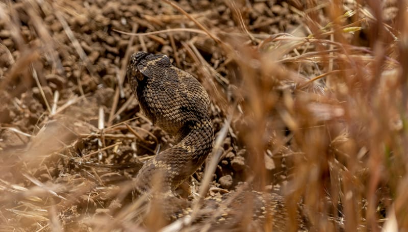 Photo from “Serpientes”