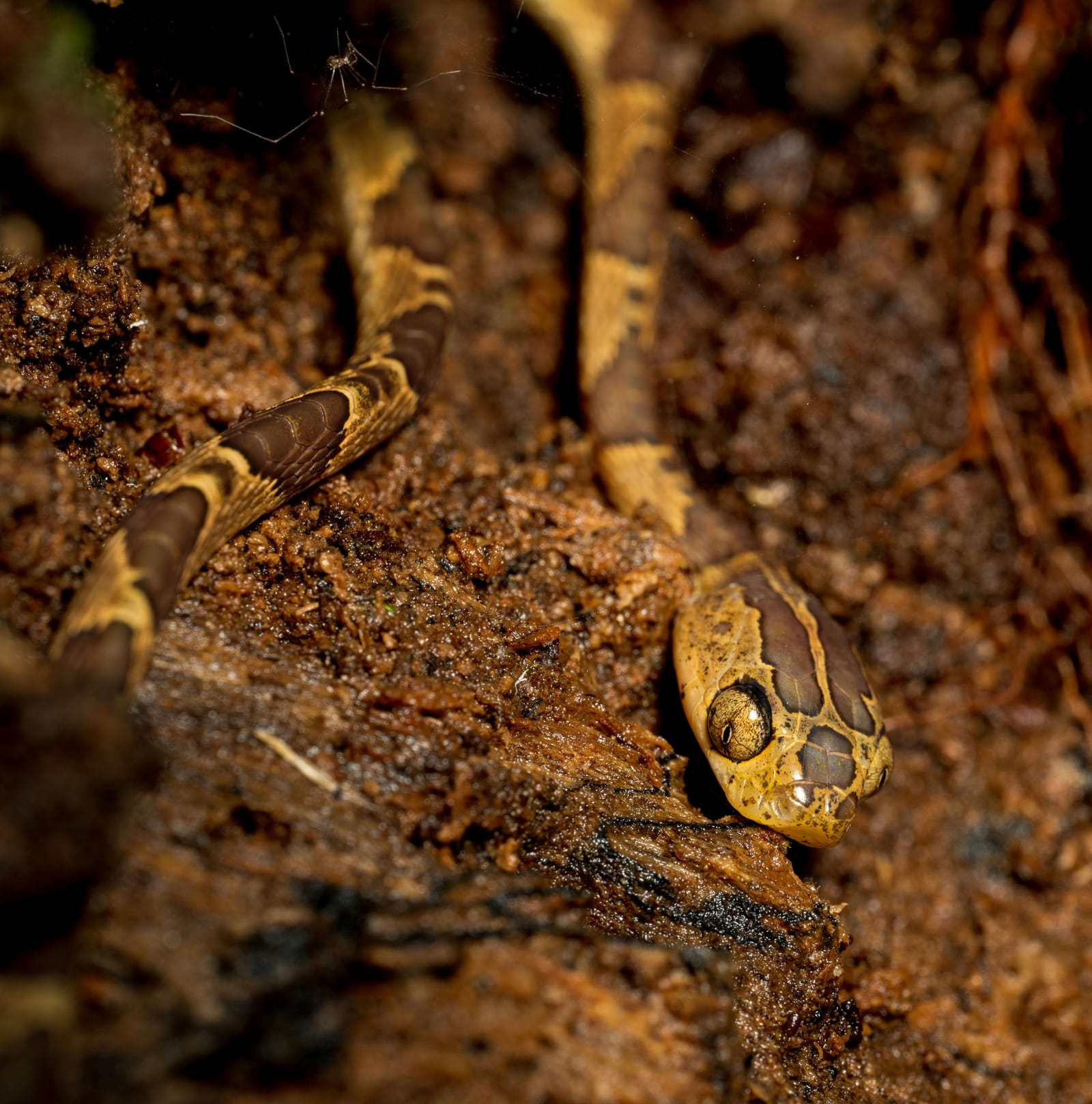 Photo from “Serpientes”