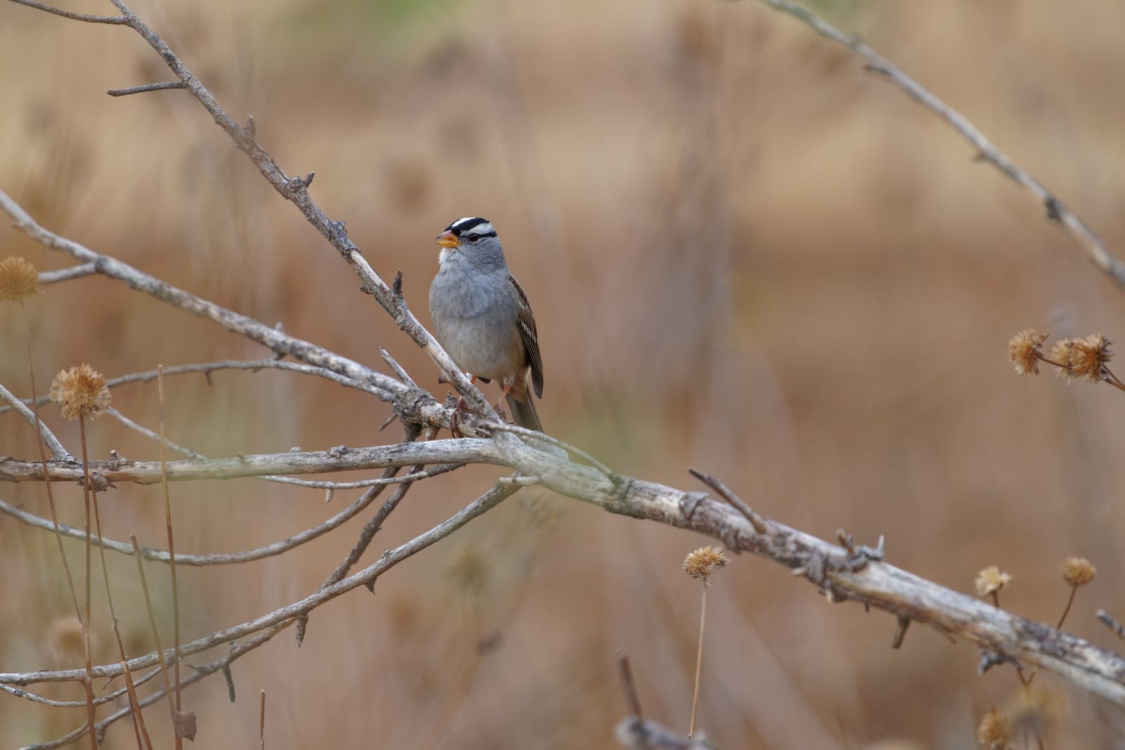 Photo from “Sparrows”