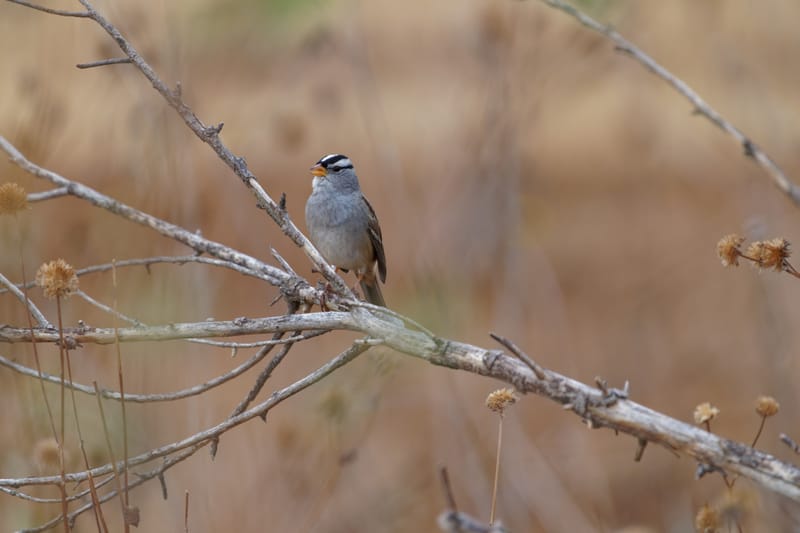 Photo from “Sparrows”