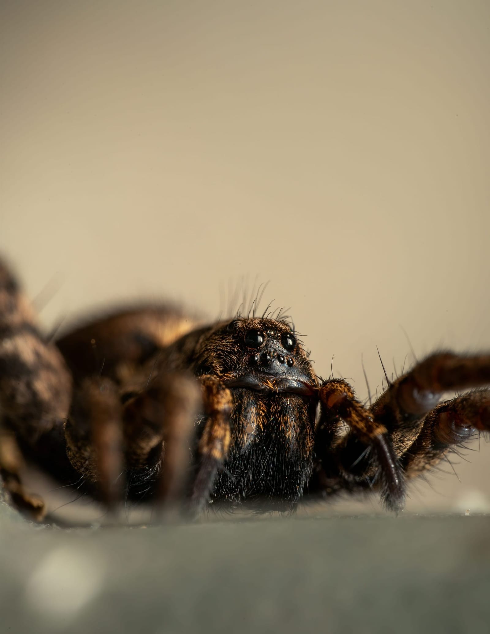 Photo from “Spiders”
