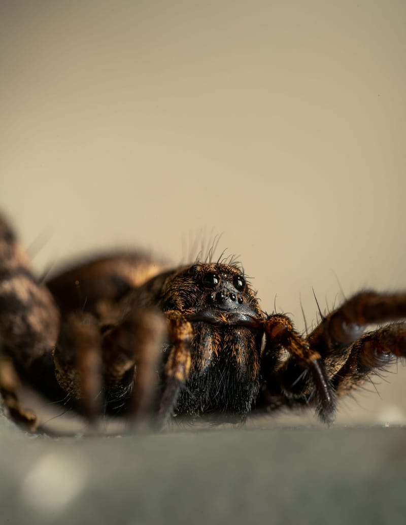 Photo from “Spiders”