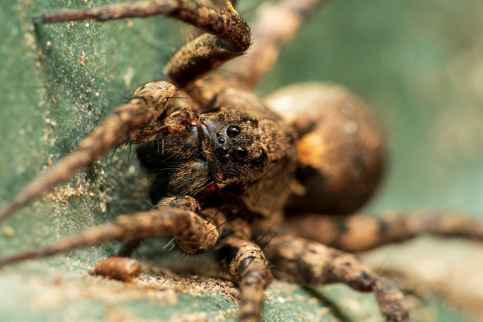 Photo from “Spiders”