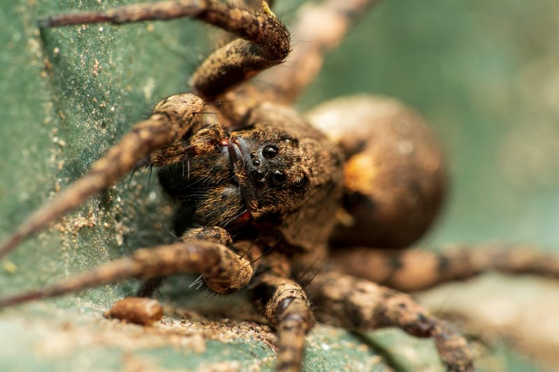 Photo from “Spiders”
