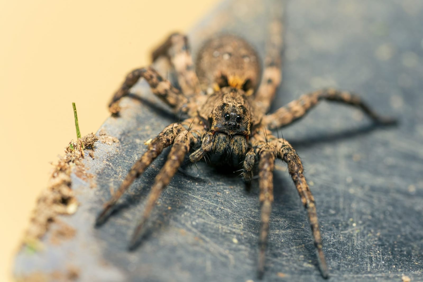 Photo from “Spiders”
