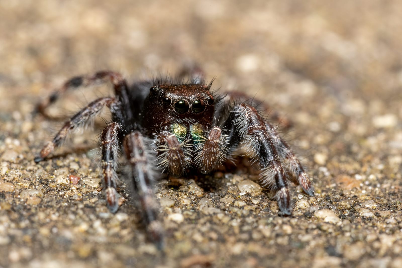 Photo from “Spiders”