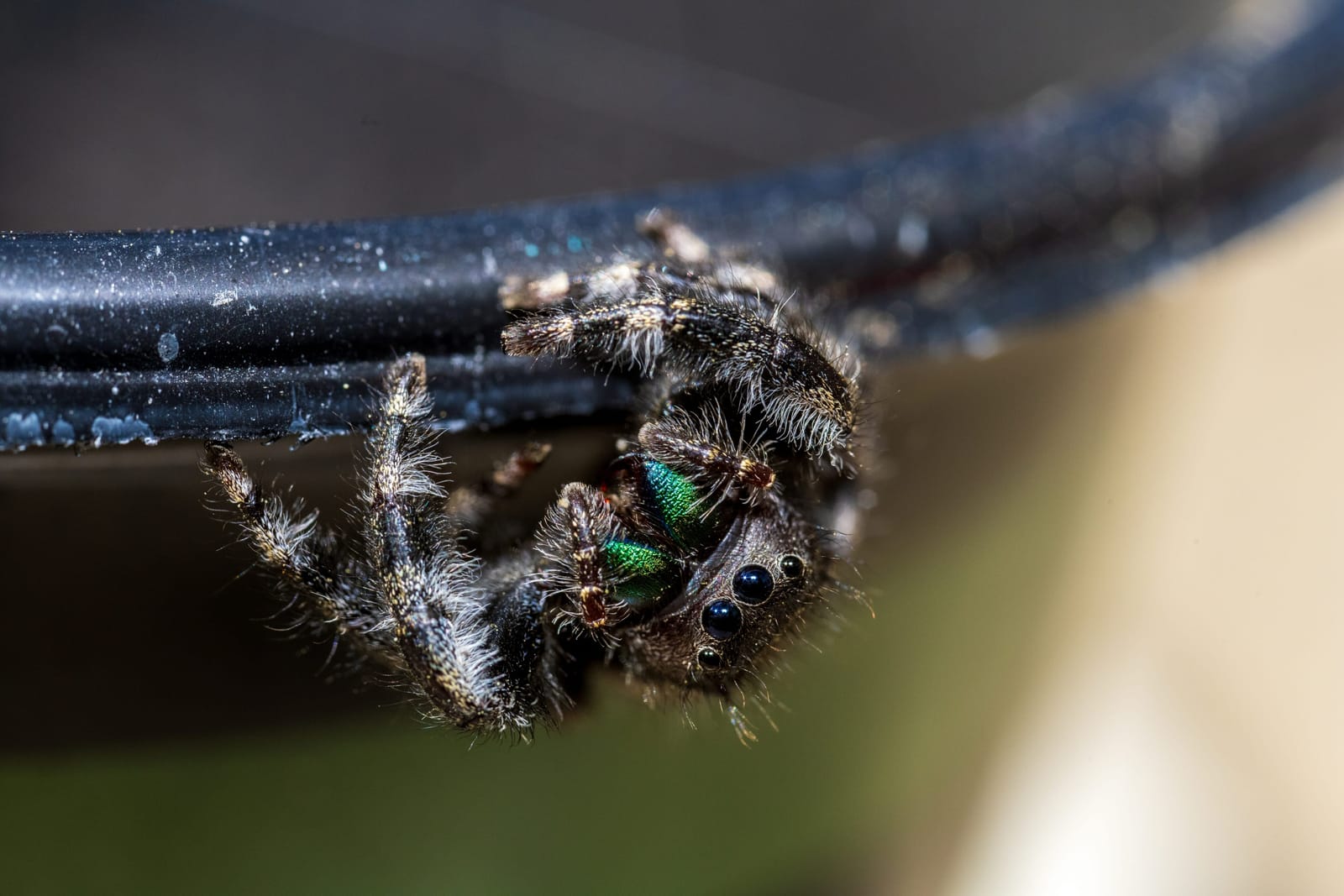 Photo from “Spiders”