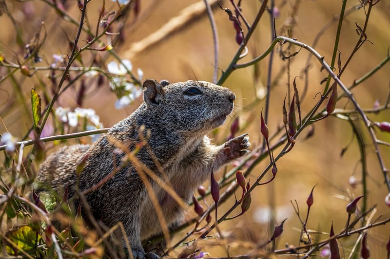 Photo from “Squirrels”